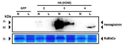 웨스턴블롯을 통한 담배와 상추에서의 HA의 발현확인. Anti-hemagglutinin mouse antibody (anti-mouse secondary antibody). Geminiviral벡터를 기반으로 담배와 상추에서 HA발현을 확인함. N: infiltrated tobacco tissue; L: infiltrated red lettuce tissue