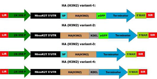 4가지 방법으로 Geminiviralvector에 삽입된 HA. LIR: long intergenic region; 2X 35S P: 2X 35S Promoter; SP: signal peptide; SIR: short intergenic region; KDEL: ER retention signal