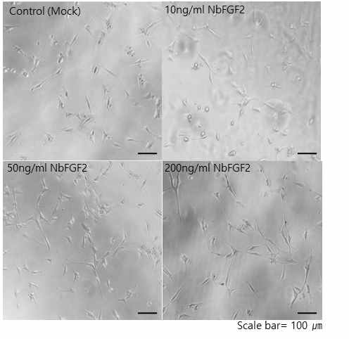 NIH-3T3 세포에 10, 50 그리고 200ng/ml의 NbFGF2를 72동안 처리한 후 dendritic process를 보이는 세포들