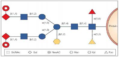 식물과 인간의 N-glycan 구조 차이 (Ma et al., 2005)