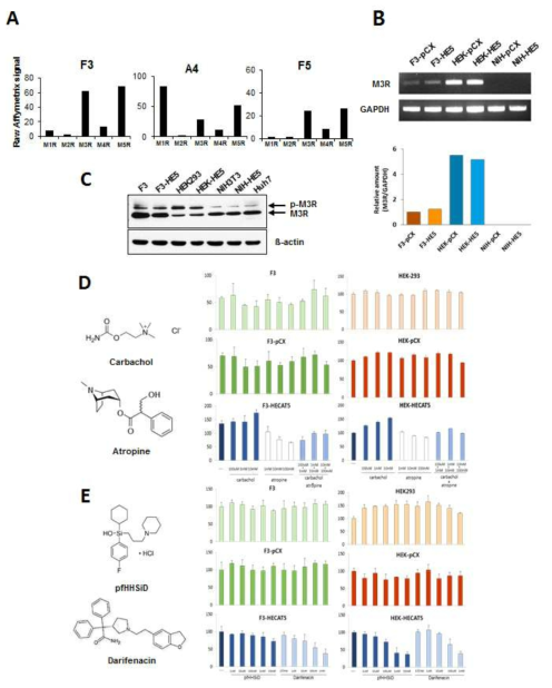 M3R의 발현 및 M3R-특이적 agonist 및 antagonist의 세포증식에 미치는 영향