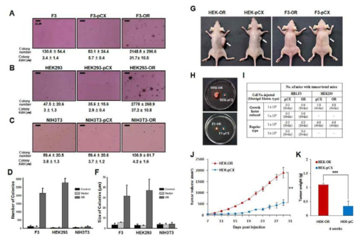 신규발굴 GPCR 과발현줄기세포주의 soft agar 및 xenograft tumor assay