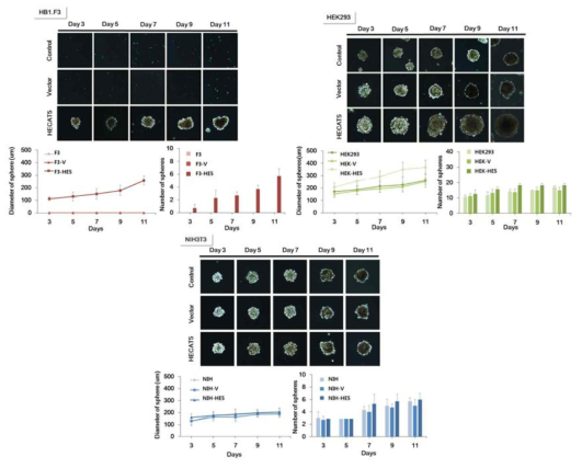 신규발굴 GPCR 과발현줄기세포주의 neurosphere formation assay