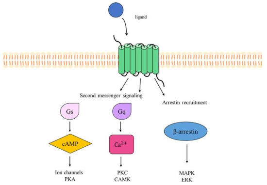 GPCR downstream signaling pathway