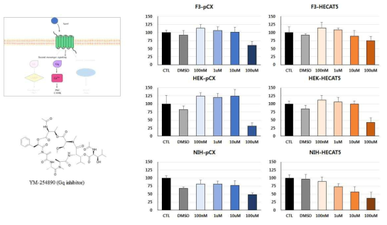 Gq inhibitor 처리가 세포증식에 미치는 영향