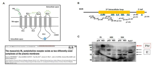 다양한 세포에서 Muscarinic M3 receptor의 modification