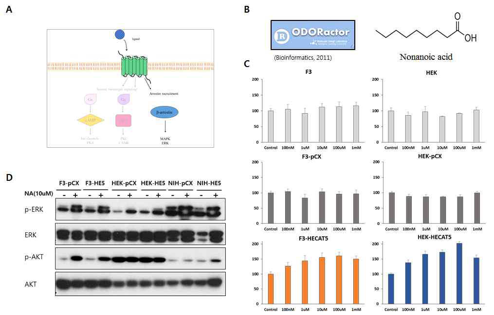Candidate agonist인 Nonanoic acid의 세포증식 및 ERK 신호전달경로에 미치는 영향
