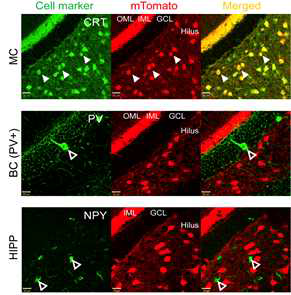 세포 특이적 Cre 발현 동물 모델. 생쥐모델의 hippocampus에서 Cre 재조합효소 활성에 의한 mTomato 형광리포터 단백질의 선택적 발현