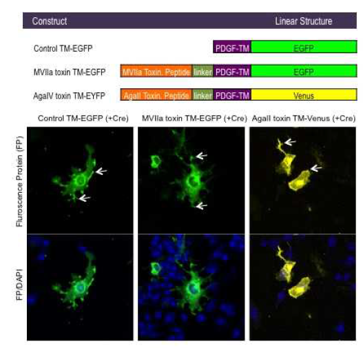 Membrane-tethered recombinant t-toxin set. Calcium channel inhibitory recombinant toxin construct (upper panel). Cre-dependent AAV construct 발현 테스트 (lower pannel). (PDGF-TM: transmembrane domain derived from PDGF receptor)