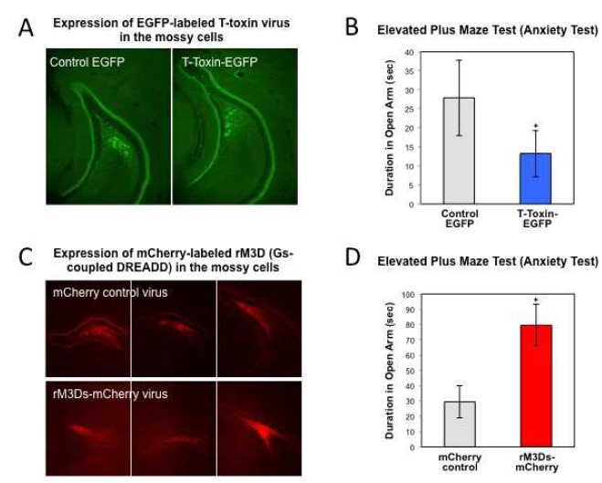 모시세포 활성 조절에 따른 감정/불안 관련 행동변화 패턴. A. 모시세포에서 T-toxin 발현. B. 모시세포의 활성을 억제한 후 불안관련 행동분석. C. 모시세포에서 Gs-coupled DREADD system의 발현. D. 해마 모시세포의 활성을 증폭한 후 불안관련 행동분석