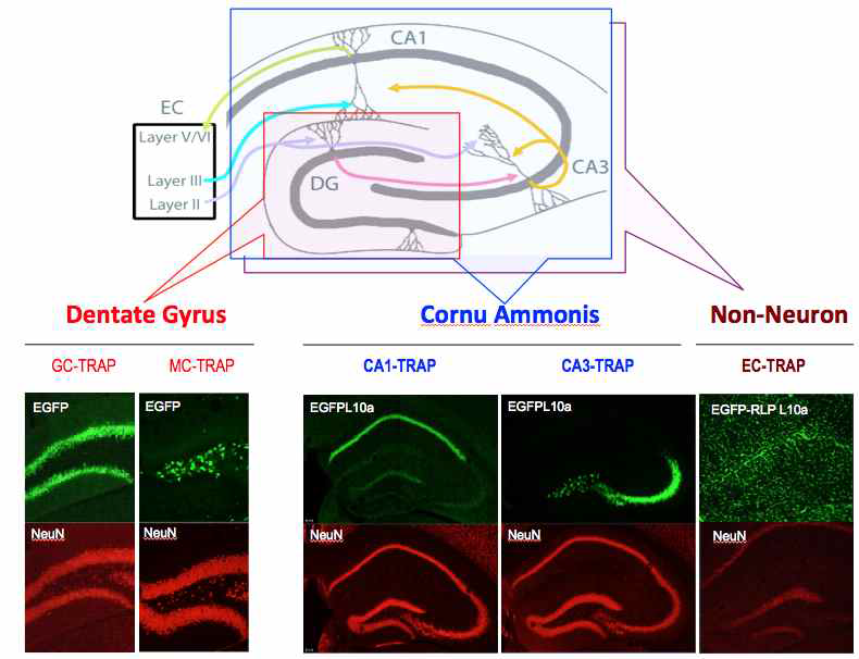 해마 내 신경세포군/비신경세포군 형광표지 동물모델