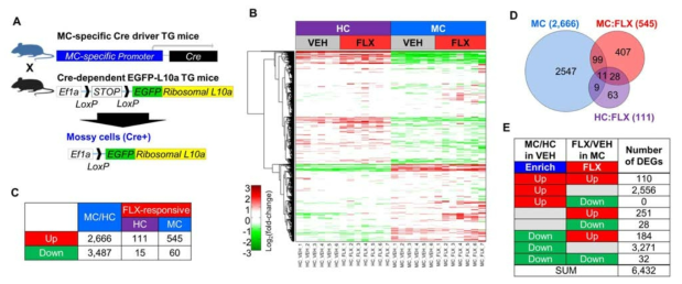 모시세포-특이적 전사체 및 항우울 약물에 의해 발현이 조절되는 유전자군의 동정 A. 모시세포-특이적으로 EGFP-L10a을 발현하는 Transgenic mouse line의 작동원리. B. 항우울 약물에 의해 조절받는 해마와 모시세포의 전사체의 발현양상. C. 해마 모시세포에 상대적으로 발현수준(MC/HC; mossy cells versus hippocampus)이 높은(up) 또는 낮은 (down) 유전자 및 항우울 약물처리에 의해 발현(FLX-responsive)이 증가(up) 또는 감소(down)하는 유전자군의 동정. DEG(Differentially expressed genes), Threshold>1.5 fold, padj<0.05. D. 모시세포에서 상대적 발현수준이 높은 유전자 그룹, 모시세포에서 항우울 약물에 의해 발현이 증가하는 유전자 그룹의 비교. E 모시세포-특이적 유전자와 항우울 약물에 반응하는 유전자들의 분포 패턴