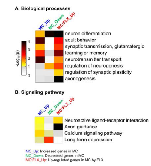 Enrichment analysis: A. Biological processes B. Signaling pathway