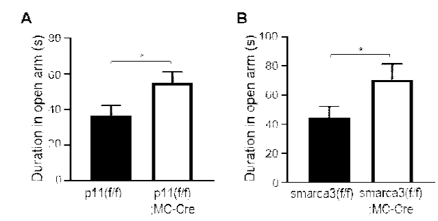 모시세포 특이적 p11 단백질 혹은 smarca3 단백질 발현 억제 후 불안관련 행동 패턴 변화 A. 모시세포 내 p11 단백질 발현 억제 후 불안 관련 행동 패턴 분석 B. 모시세포 내 smarca3 단백질 발현 억제 후 불안 관련 행동 패턴 분석