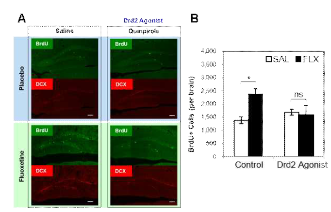 도파민 D2 수용체 활성 조절에 의한 신규신경발생( Neurogenesis)활성의 변화 A. 면역조직 분석을 통한 도파민 D2 수용체 억제제에 따른 항우울 반응의 억제 효과 분석 B. 면역조직 분석을 통한 항우울 반응 억제 효과에 대한 정량적 도표