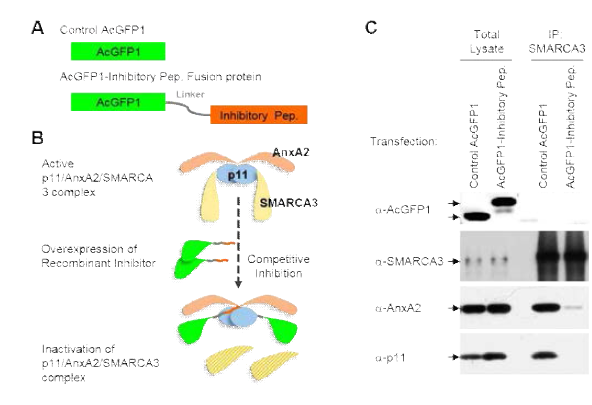 p11/AnxA2/smarca3 복합체 형성 억제를 위한 바이러스 제작 및 발현 검증. A. 바이러스 구조와 p11/AnxA2/smarca3 복합체 형성 억제에 대한 과정. B. 면역침강 반응을 통한 바이러스 발현 검증
