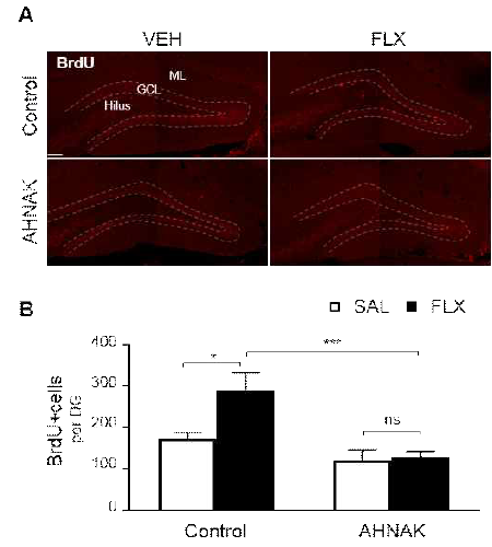 모시세포 내 p11/AnxA2/smarca3 복합체 형성 저해에 의한 해마 neurogenesis 활성 조절 A. BrdU표지기법을 이용한 신경발생. B. 모시세포 내 p11/AnxA2/smarac3 복합체 형성 저해 후 신경발생 정도 분석