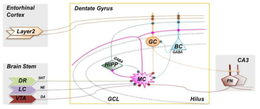 해마의 다양한 신경세포군들과 기능적 신경회로도. 약어: DG: dentate gyrus, GC: 과립세포 (granule cells), BC: 바구니세포 (basket cells), MC: 모시세포 (mossy cells), HIPP: hilar interneurons, PN (pyramidal neuron), DR (Dorsal Raphe), LC (Locus Coereleus), VTA (Ventral tegmental area), 5HT (5-hydroxytryptamine, serotonin), NE (Norepinephrine), DA (Dopamine)