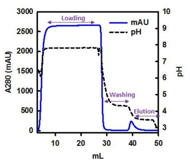 Anti-AIMP1 pH 3.5 step elution 정제 프로파일. A280 nm 흡광도 분석