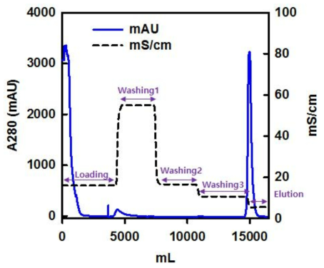 Anti-AIMP1 affinity 정제 프로파일. A280 nm 흡광도(Blue), conductivity (Black)