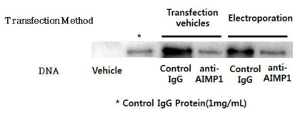 신약센터가 보유하고 있는 컨트롤 벡터와 생산성을 Freestyle max regent와 electroporation 두 transfection 방법으로 비교한 결과 의뢰기관의 anti-AIMP1이 1/10이상 생산성이 낮은 것으로 분석함