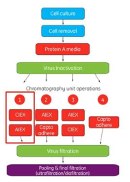 항체 정제를 위한 다양한 크로마토그래피 레진 조합. 본 연구에서는 Capturing 단계로 Protein A를 적용한 후 CEX 및 AIEX 방법을 적용하였다 (1번 과정). (출처: Handbook of Antibody Purification - GE Healthcare Life Sciences)