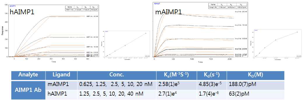 항체의 mouse & human AIMP1 결합력 비교