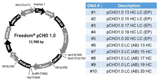 Freedom pCHO 1.0 Vector map과 주관기관으로부터 확보한 항체 후보물질 DNA 10종