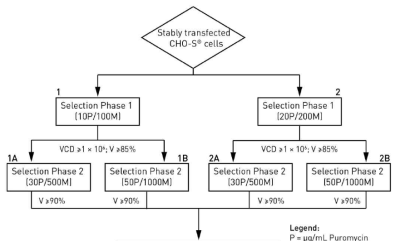 Freedom CHO-S kit에서 제공한 selection workflow