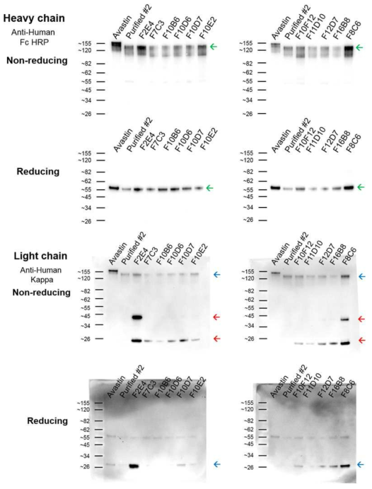 FACS sorting으로 확립된 각 클론의 배양액을 이용한 Heavy chain과 Light chain의 western blot 결과 (Green arrow : Heavy chain, Blue arrow : Light chain, Red arrow : Free light chain)