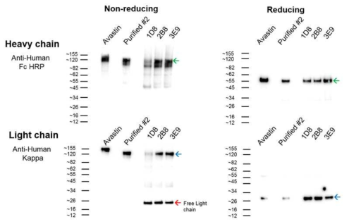 FACS sorting 후 Limiting Dilution으로 확립된 각 클론의 배양액을 이용한 Heavy chain과 Light chain의 western blot 결과 (Green arrow : Heavy chain, Blue arrow : Light chain, Red arrow : Free light chain)