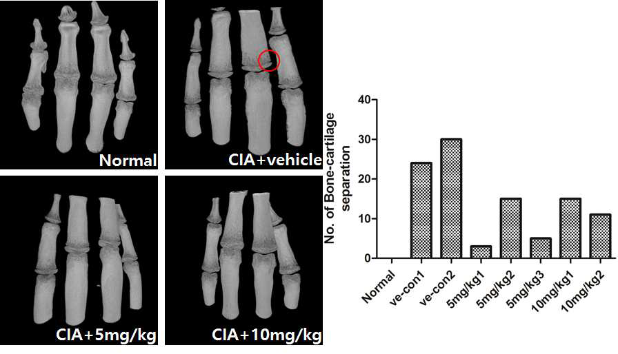 Cynomolgus monkey CIA모델에서 cartilage와 골 분리 정도 및 개수 측정