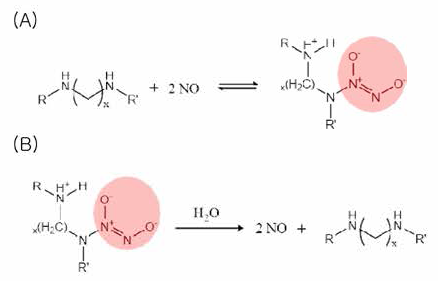 NO를 저장/분비할 수 있는 N-diaze- niumdiolate의 형성 및 분해 메커니즘