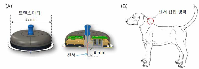 본 실험에 사용될 연속 혈당 모니터링 센서 모식도 (A)와 비글 대형동물 모델에 센서 삽입 영역 (B)