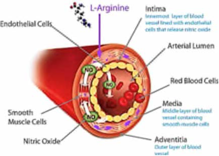 혈관 내벽의 산화질소 분비 메커 니즘: 건강한 혈관의 내피세포는 소량 (0.05 〜 0.1 nmol/cm2Tnin)의 산화질소를 상시 방출