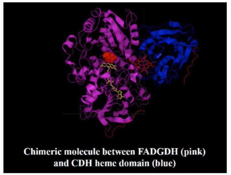 FADGDH(분홍색) 과 CDH 헴 도메인(파란색) 간의 키메라 분자