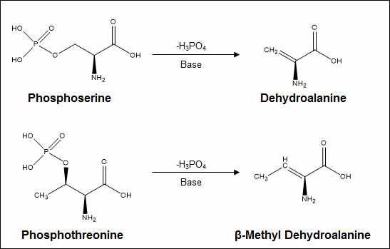 Phosphoserine과 phosphothreonine의 beta-elimination 반응