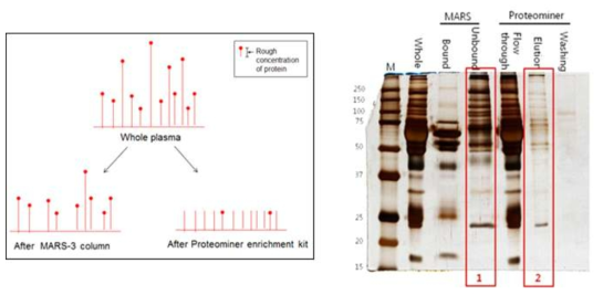 마우스 혈장을 2가지의 독립된 방법을 이용하여 단백질 수준에서 분리