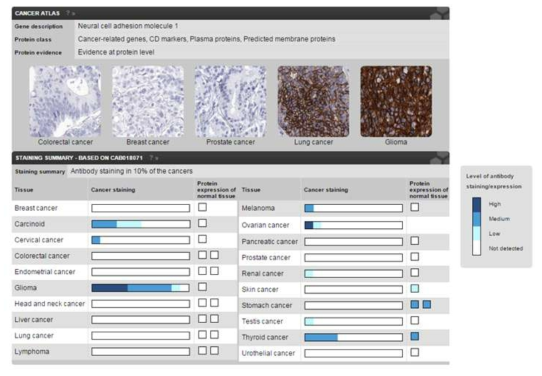 암종별로 NCAM1의 단백질 발현 양 비교 (Protein Atlas DB)