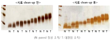 SDS 제거 전후의 단백질 fraction staining 이미지