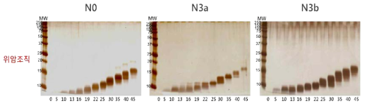 GELFrEE 방법에 의해서 분리된 위암 조직시료의 대표 이미지