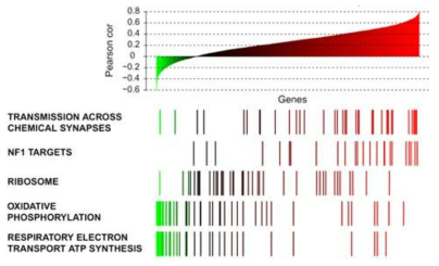 Gene-set 수준 correlation 분포. 강한 양적 상관관계일수록 빨간색을 띠며, 안 좋을수록 초록색을 띰. X축은 correlation에 따라 유전자들을 배열함