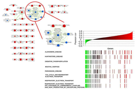 Gene-set enrichment map. 각각의 node는 gene-set을 의미하며 node의 색깔이 빨간 경우, 해당 gene-set의 피어슨 상관계수의 중간 값이 양수이며, 파란 경우 음수임. edge의 굵기는 gene-set간의 겹치는 유전자의 정도를 표기함. FDR 10%에 해당하는 gene-set들 중 mRNA-단백질 간 안좋은 상관관계를 갖는 유전자들이 많은 것은 미토콘드리아 관련 gene-set으로 확인됨