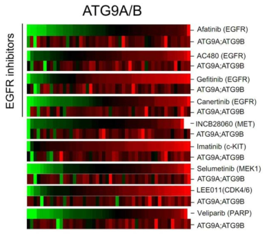 ATG9A/B에 대한 Elastic net 결과. ATG9A/B의 경우, 9개의 약물에 대해 암세포에 약물 저항성을 주는 것으로 나타남. 4개의 EGFR 저해제는 왼쪽의 검정색 막대로 표시함