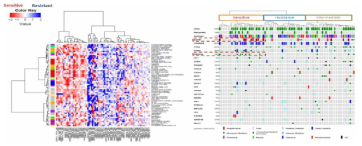 약물 반응성 Heat-map (좌) 및 global 표적 항암제 반응성에 따른 유전형 분석