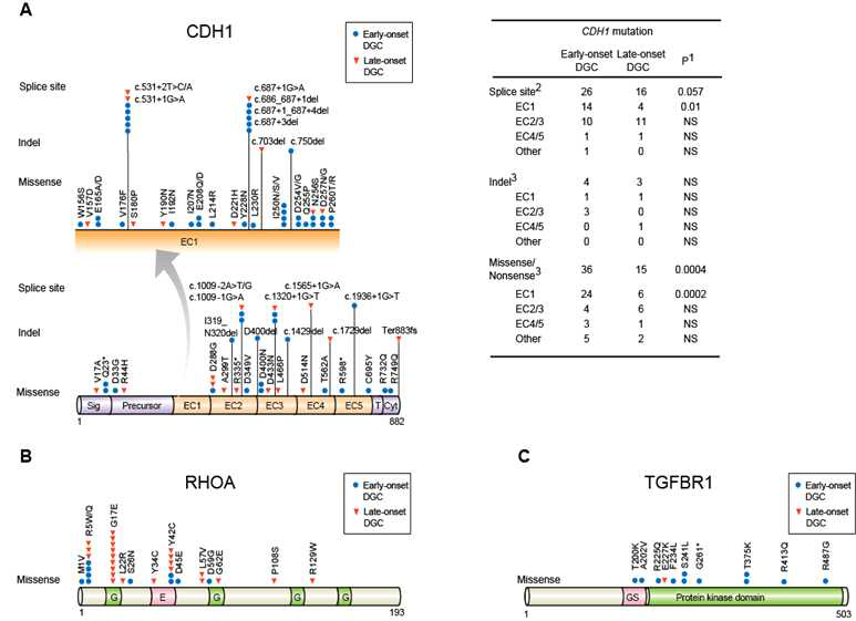 Early and late onset 위암의 CDH1, RHOA, TGFBR1 변이 분석
