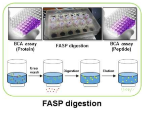 고효율 FASP 단백질 소화기법