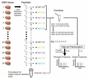 뇌종양 시료에서의 글로벌 프로테옴 프로파일링 모식도