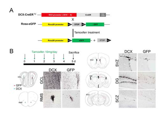 DCX-CreERT2 형질전환 생쥐 제작