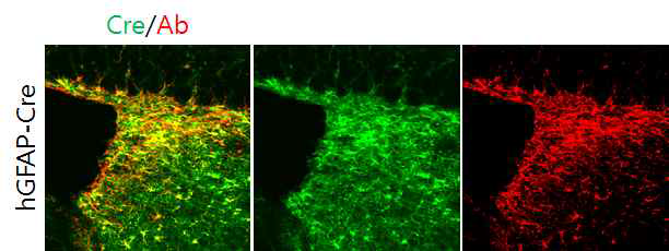 hGFAP-CreERT2 형질전환 생쥐 제작